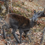 Alpine Musk Deer