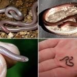 Barbados Threadsnake