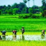 India Wetlands Conservation