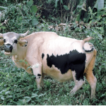 Mithun Conservation