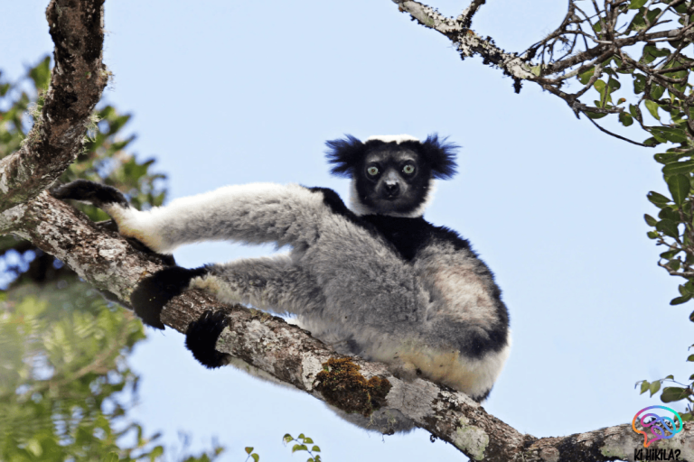 Indri Lemur Microbiome