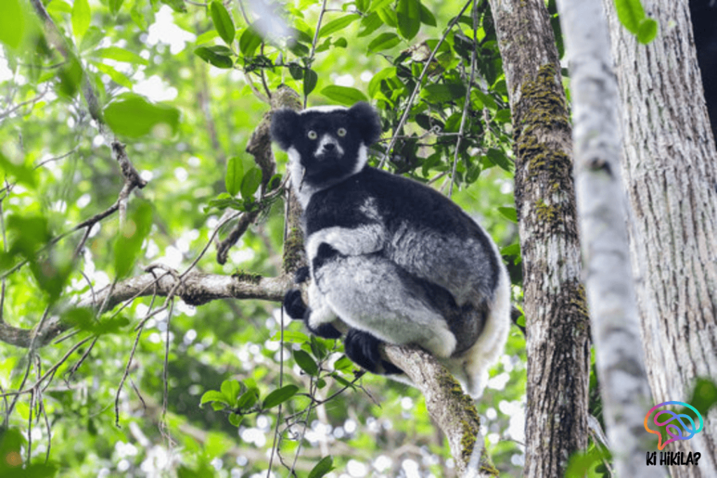 Indri Lemur Microbiome: A Key to Conservation and Biodiversity Preservation Indri Lemur Microbiome