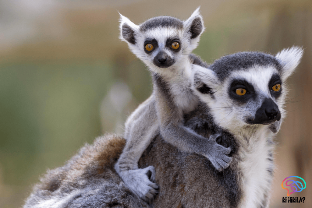 Indri Lemur Microbiome: A Key to Conservation and Biodiversity Preservation Indri Lemur Microbiome