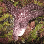 Sea Star Wasting Disease