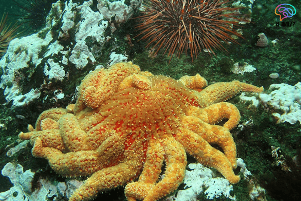 Sea Star Wasting Disease: A Marine Crisis Threatening Pacific Ecosystems Sea Star Wasting Disease
