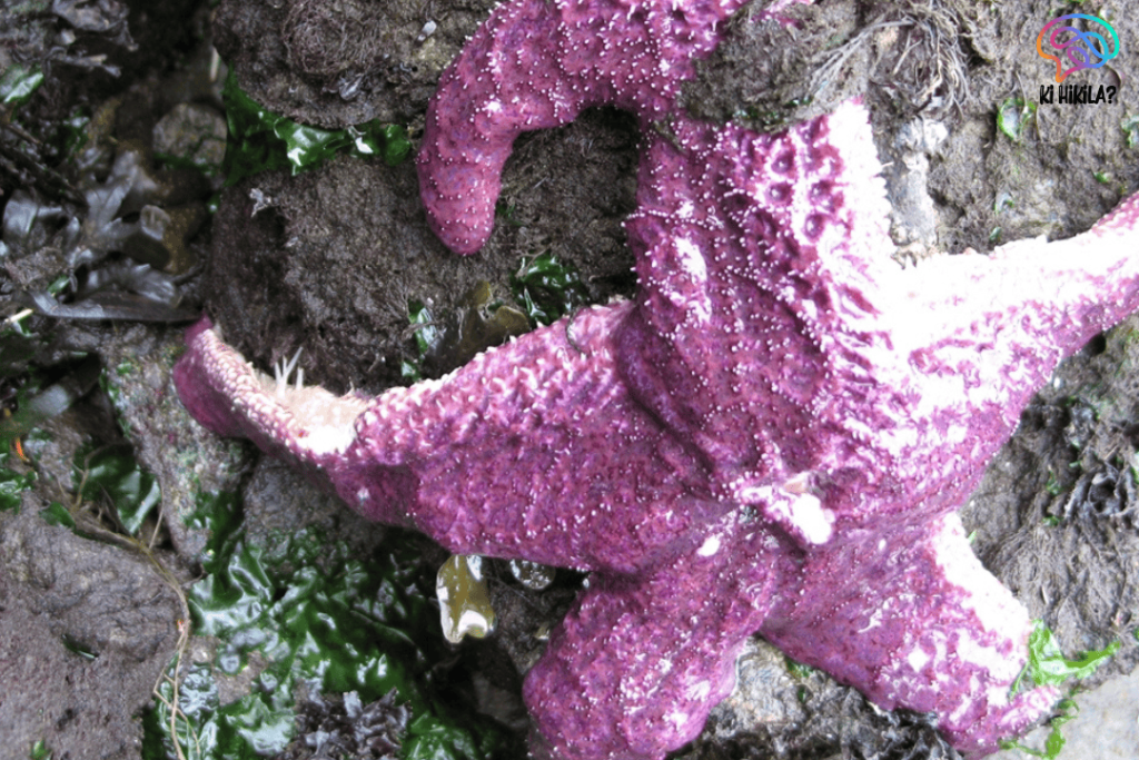 Sea Star Wasting Disease: A Marine Crisis Threatening Pacific Ecosystems Sea Star Wasting Disease