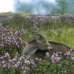 Nilgiri Tahr Population Surges