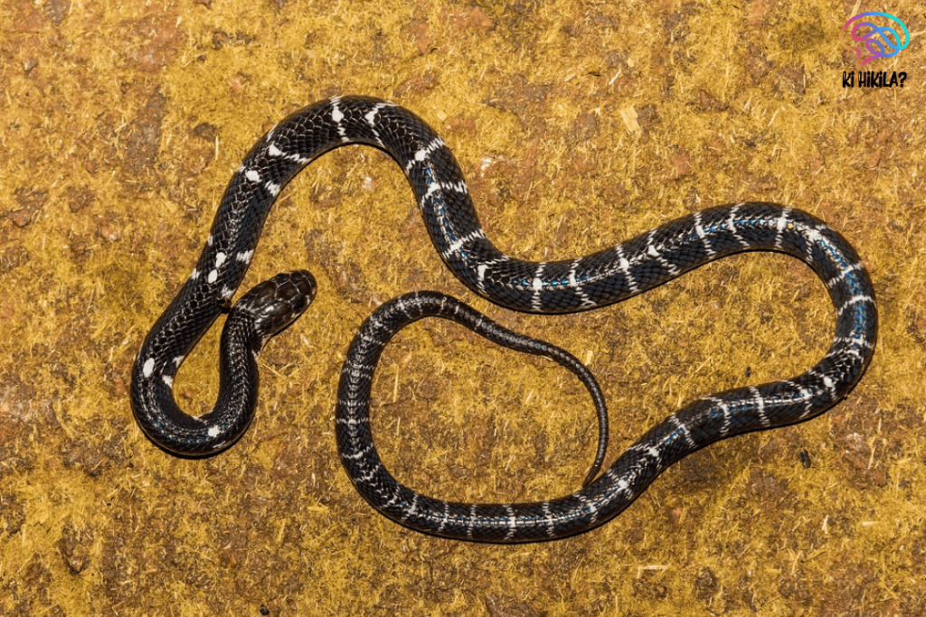 New Rain Snake Species