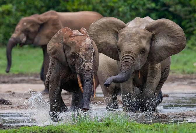 World Elephant Day