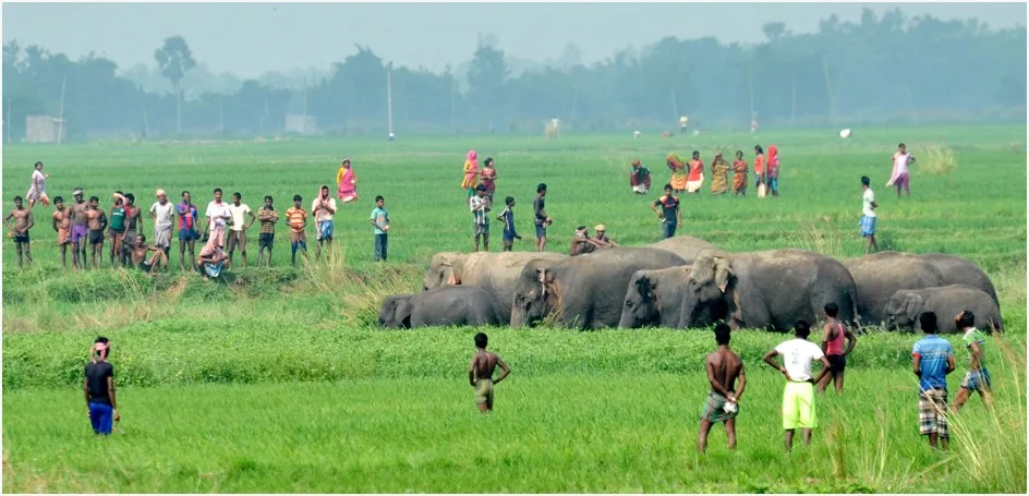 World Elephant Day