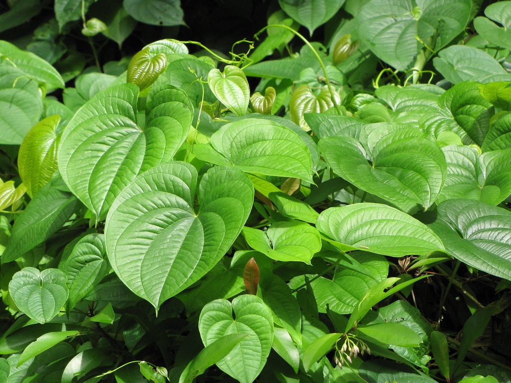 Balakrishnanii Yam