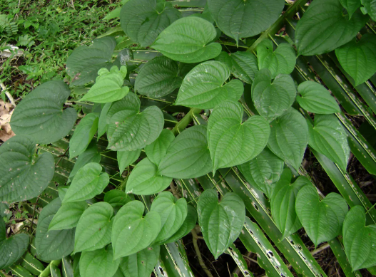 Balakrishnanii Yam