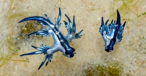 Blue Dragons Invade Spanish Beaches Blue Dragons