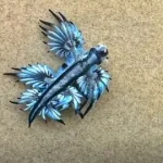 Blue Dragons Invade Spanish Beaches