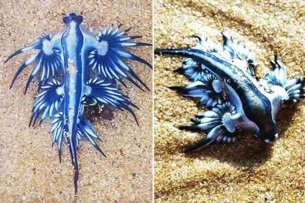 Blue Dragons Invade Spanish Beaches Blue Dragons