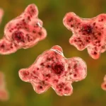 Brain-Eating Amoeba Kerala