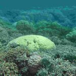 Coral Microatolls Reveal Early Indian Ocean Sea-Level Rise