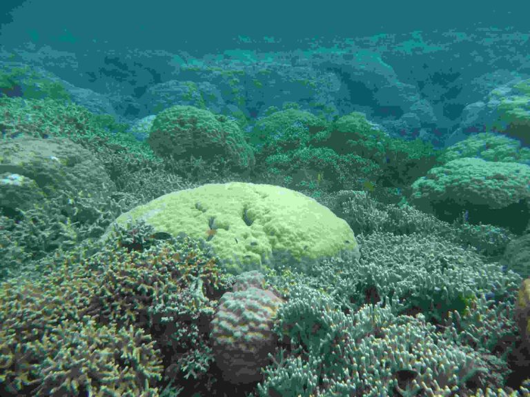 Coral Microatolls Reveal Early Indian Ocean Sea-Level Rise