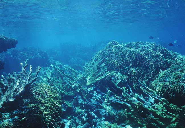 Coral Microatolls