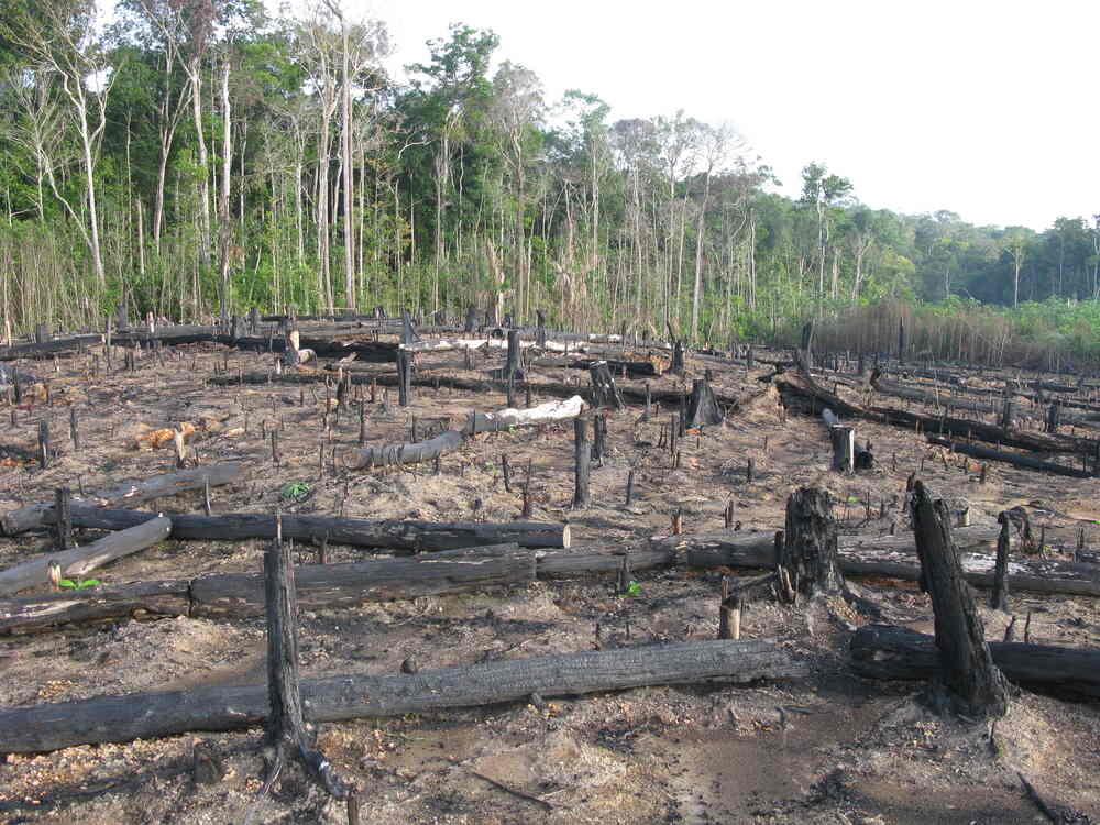 Tropical Deforestation Deaths