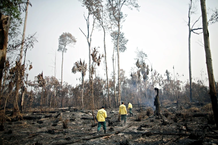 Tropical Deforestation Deaths