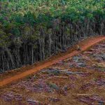 Tropical Deforestation Deaths