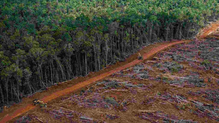 Tropical Deforestation Deaths