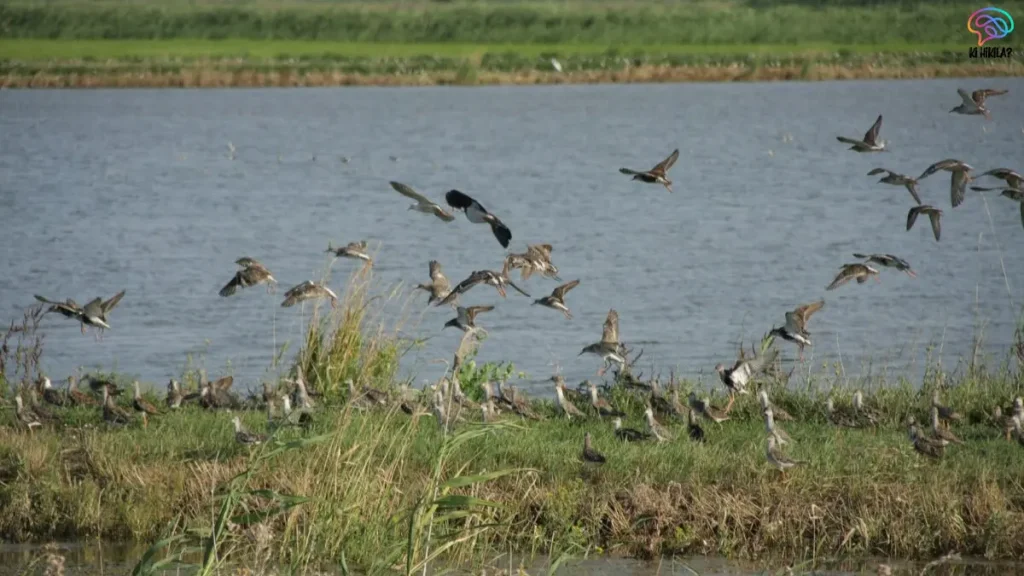 Native Plants in Assam’s Dibru-Saikhowa