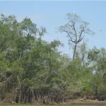 Native Plants in Assam’s Dibru-Saikhowa
