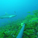Sliteye Shark in Great Chagos Bank
