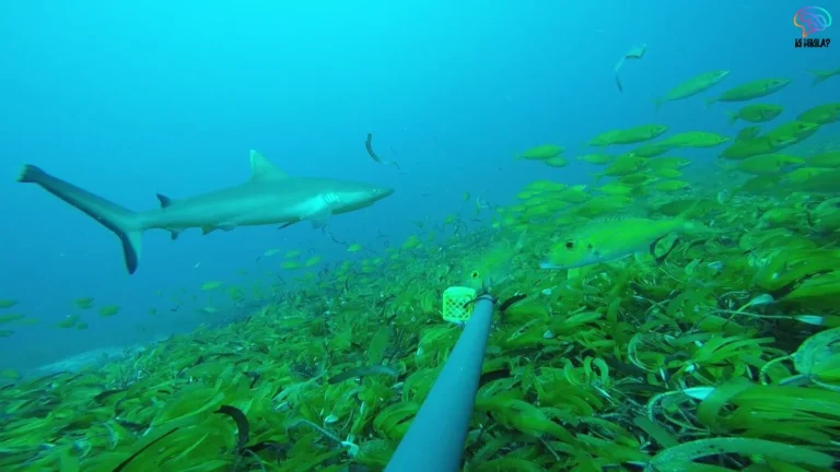 Sliteye Shark in Great Chagos Bank