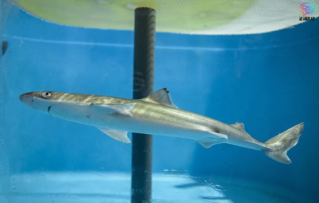 Sliteye Shark in Great Chagos Bank