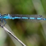 New Damselfly Species