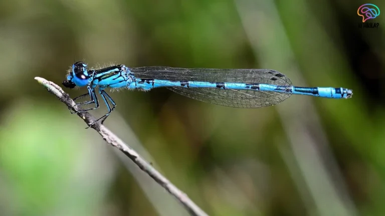 New Damselfly Species