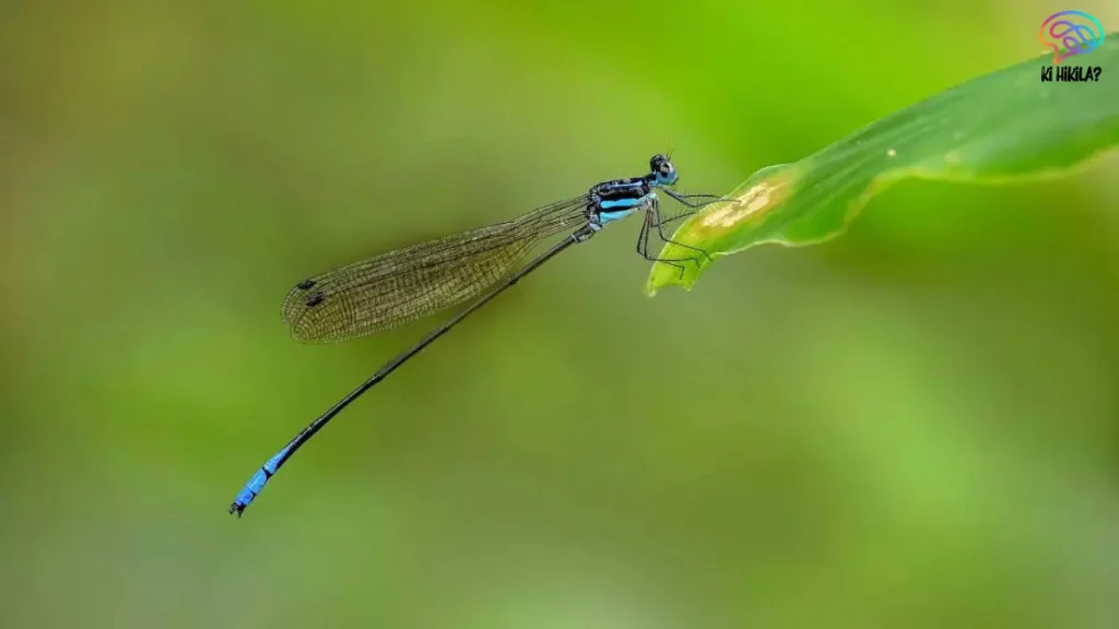New Damselfly Species Western Ghats: Rare Discoveries Highlight Fragile Biodiversity New Damselfly Species