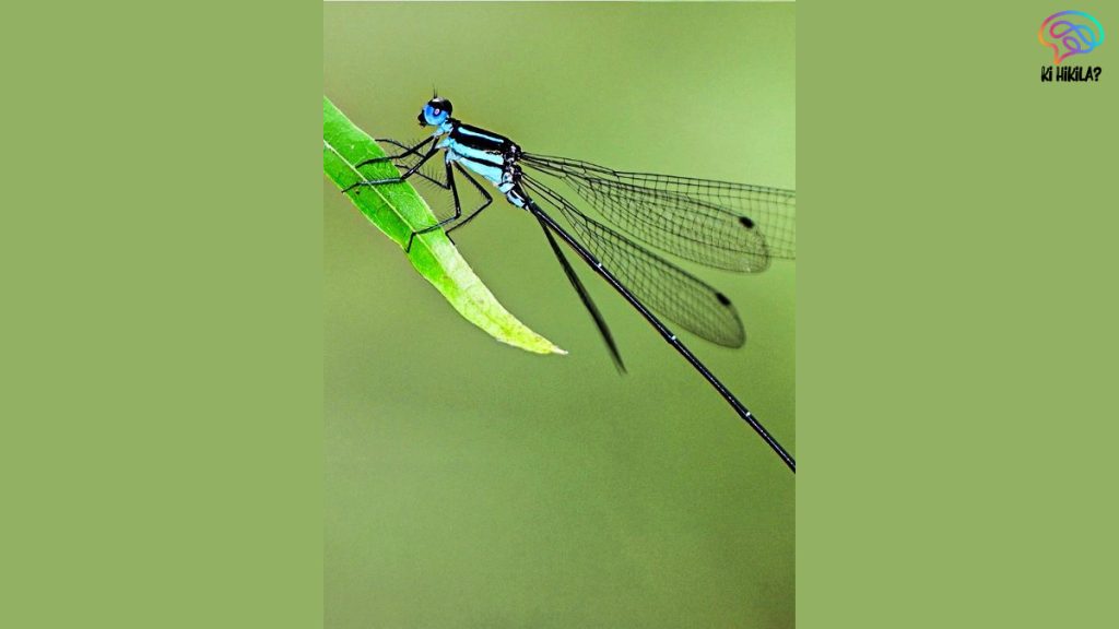 New Damselfly Species Western Ghats: Rare Discoveries Highlight Fragile Biodiversity New Damselfly Species