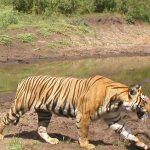 Sundarbans Tiger Reserve