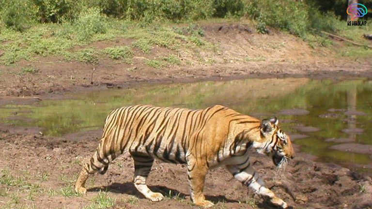 Sundarbans Tiger Reserve
