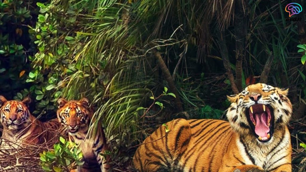Sundarbans Tiger Reserve