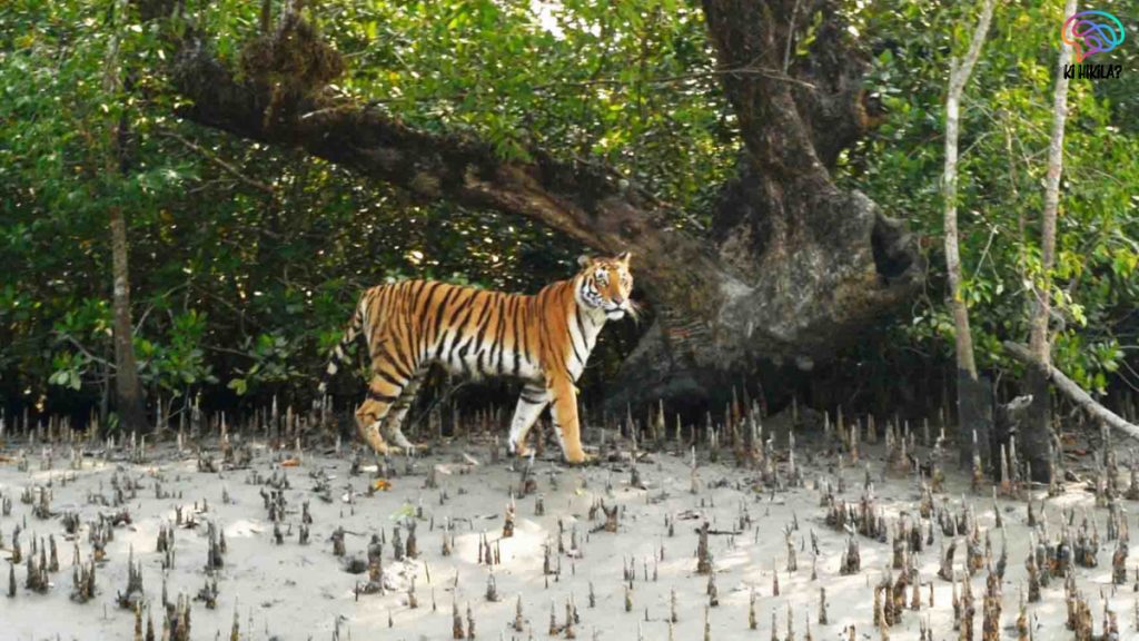 Sundarbans Tiger Reserve