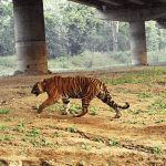 NTCA Tiger Corridors 32 Pathways