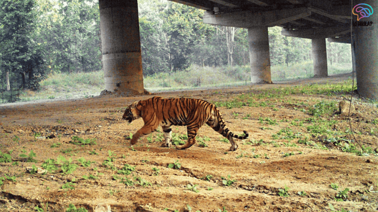 NTCA Tiger Corridors 32 Pathways
