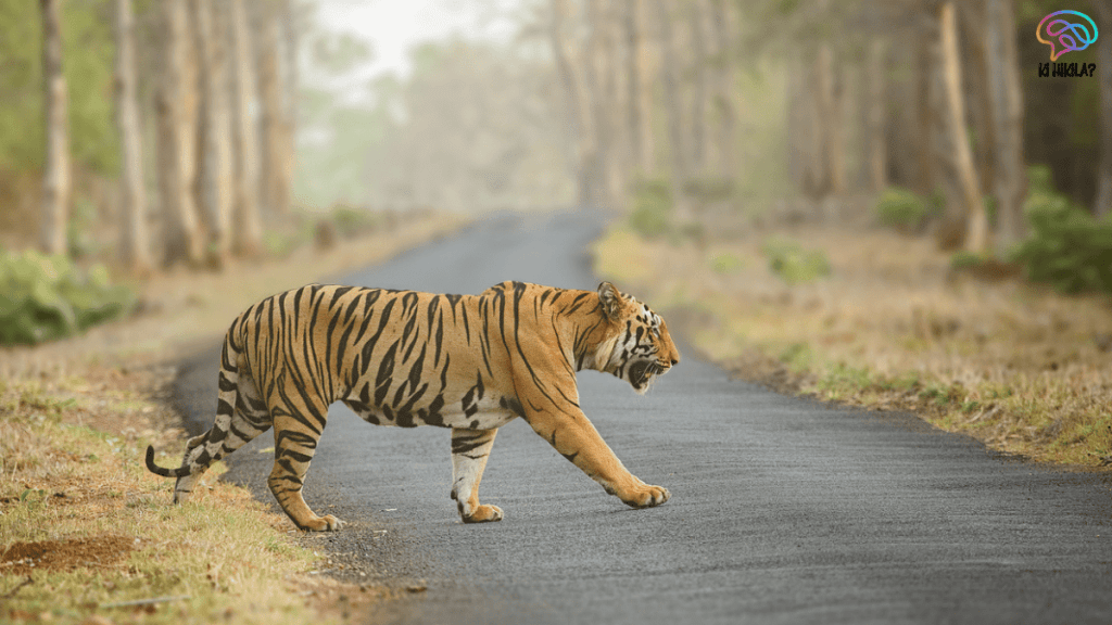 NTCA Tiger Corridors 32 Pathways