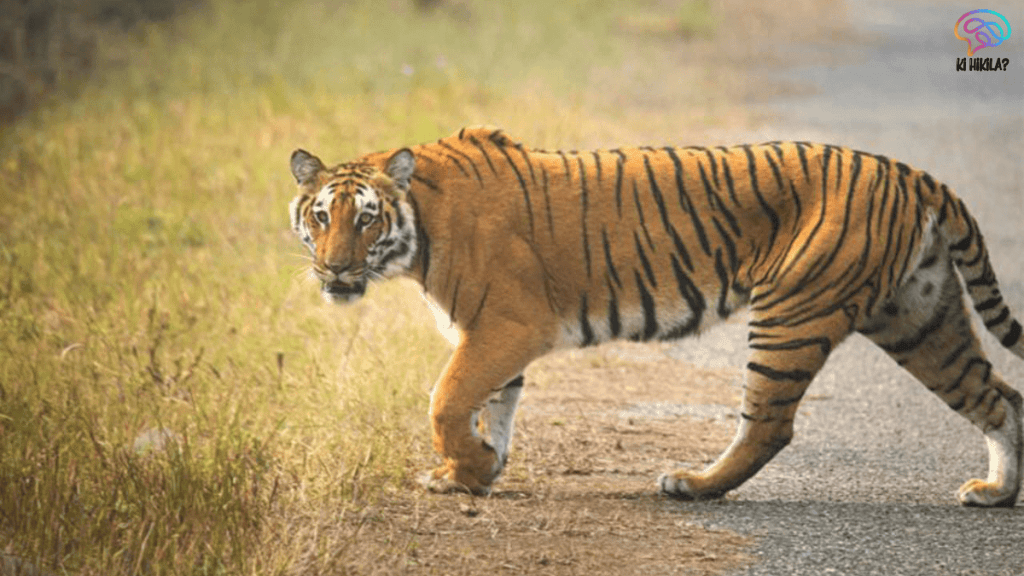 NTCA Tiger Corridors 32 Pathways