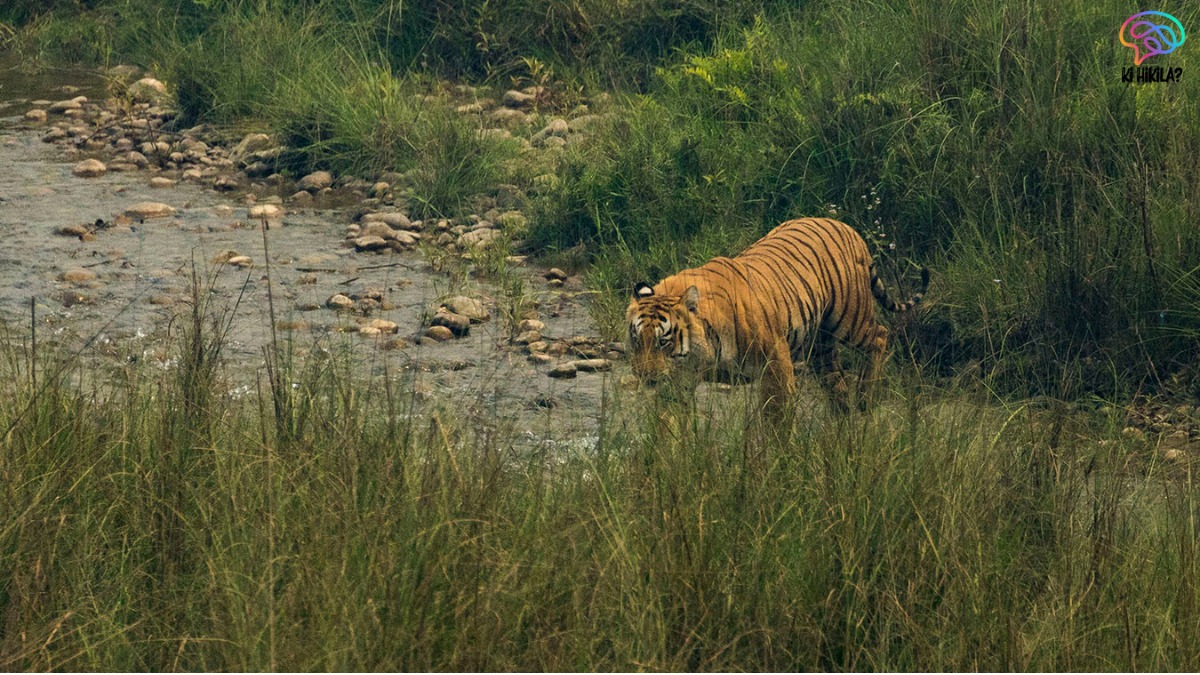 Nepal Wildlife Conservation: Nepal Joins International Big Cat Alliance to Strengthen Global Efforts Nepal Wildlife Conservation