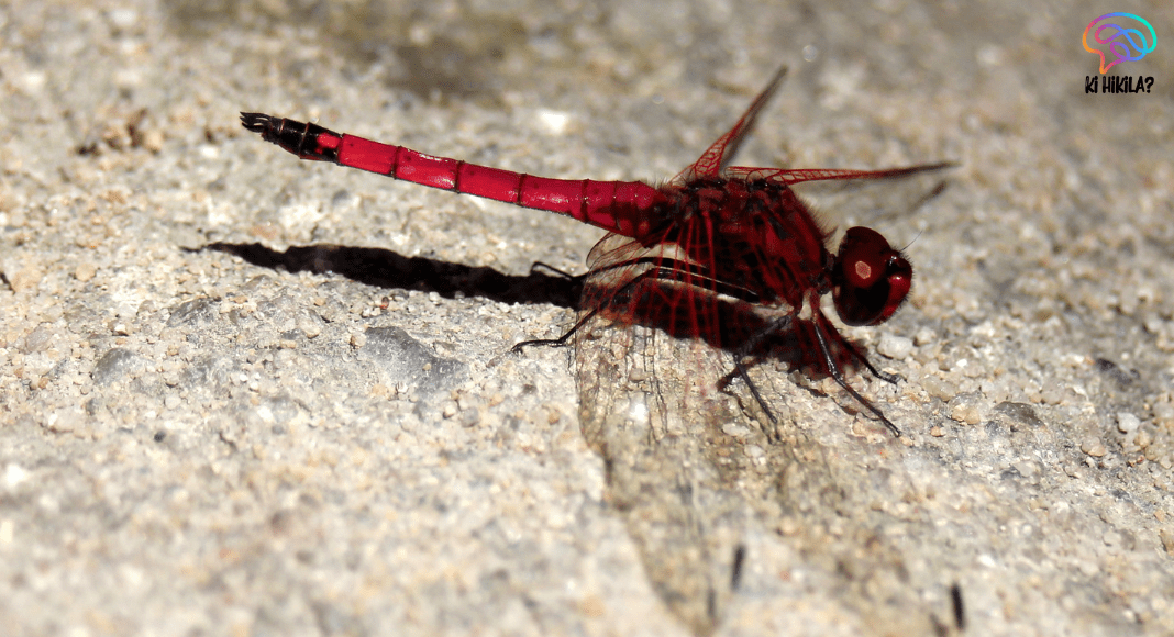 Crocothemis Erythraea: Rare Dragonfly Rediscovered in the Western Ghats Crocothemis Erythraea