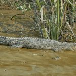 Saltwater Crocodile Rise Sundarbans