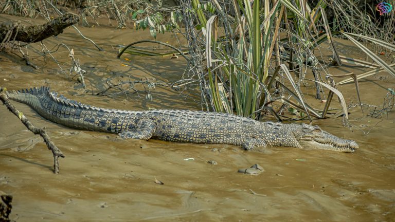 Saltwater Crocodile Rise Sundarbans