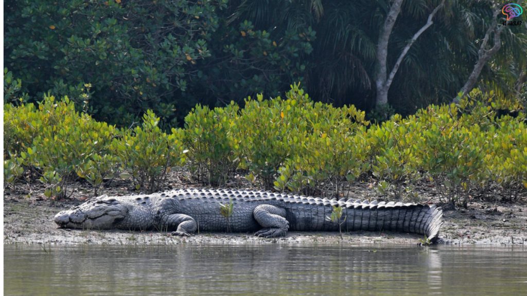 Saltwater Crocodile Rise Sundarbans