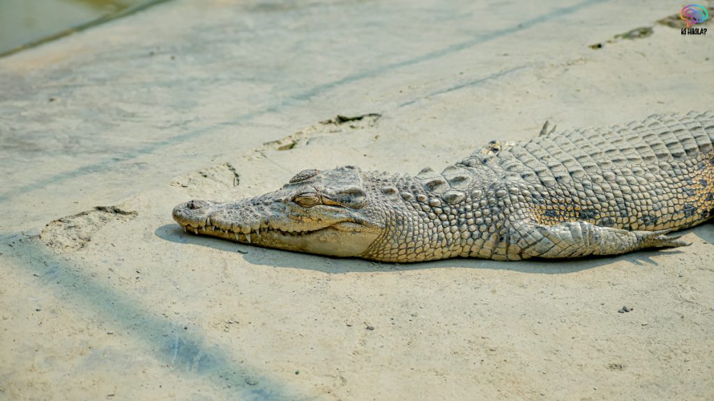 Saltwater Crocodile Rise Sundarbans